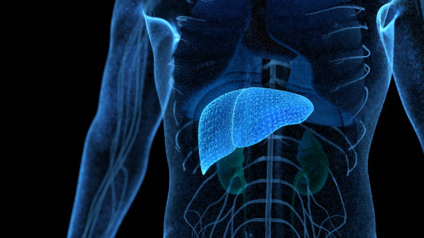 Journée Mondiale du Foie - Illustration foie en bleu