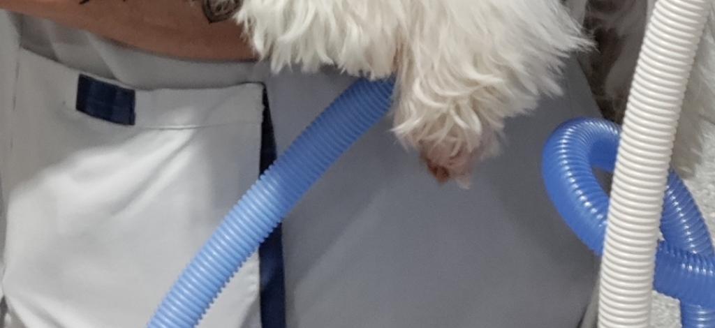 Yuki, chien des soins intensifs de l'Hôpital Erasme 