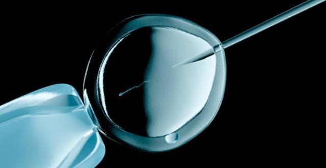 Fecondation In Vitro