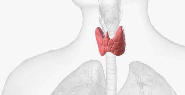 Carence en iode et thyroïde - Hôpital Erasme H.U.B Service de Médecine Nucléaire - Illustration thyroïde