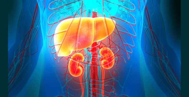 Cirrhose décompensée et insuffisance rénale - Recherche - Eric Trépo - Lukas Otero Sanchez - Gastro-Entérologie Hépatologie