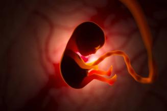 Hôpital Erasme - Clinique de l'echographie et de Médecine Foetale - Photo d'un Foetus in utero