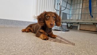 tika