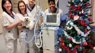Yuki, chien des soins intensifs de l'Hôpital Erasme 