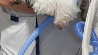 Yuki, chien des soins intensifs de l'Hôpital Erasme 