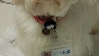 Yuki, chien des soins intensifs de l'Hôpital Erasme 