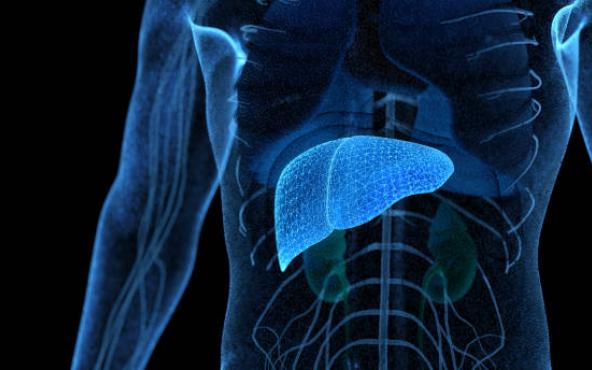 Visuel Foie en bleu dans thorax - Hépatite Associée à l'alcool - Hôpital Universitaire de Bruxelles