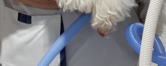 Yuki, chien des soins intensifs de l'Hôpital Erasme 